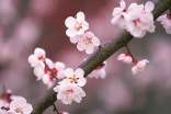 關于桃花的作文三篇