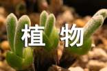 【必備】植物媽媽作文4篇